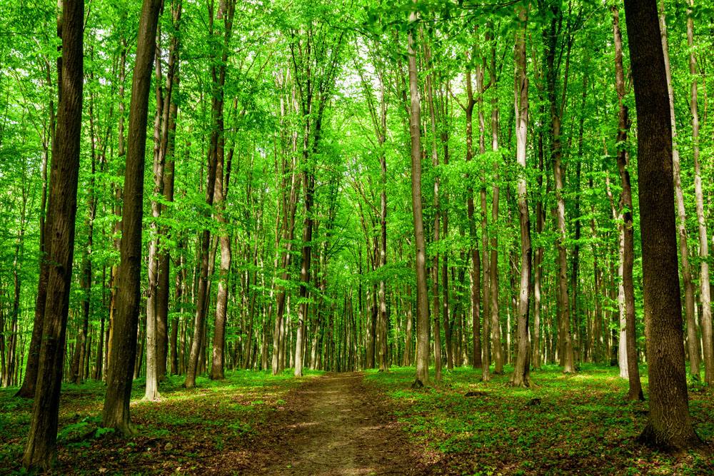 胶合板行业迎来革命性突破 真正的无醛无苯板材胶正式来临，重塑装饰家具板材新标准